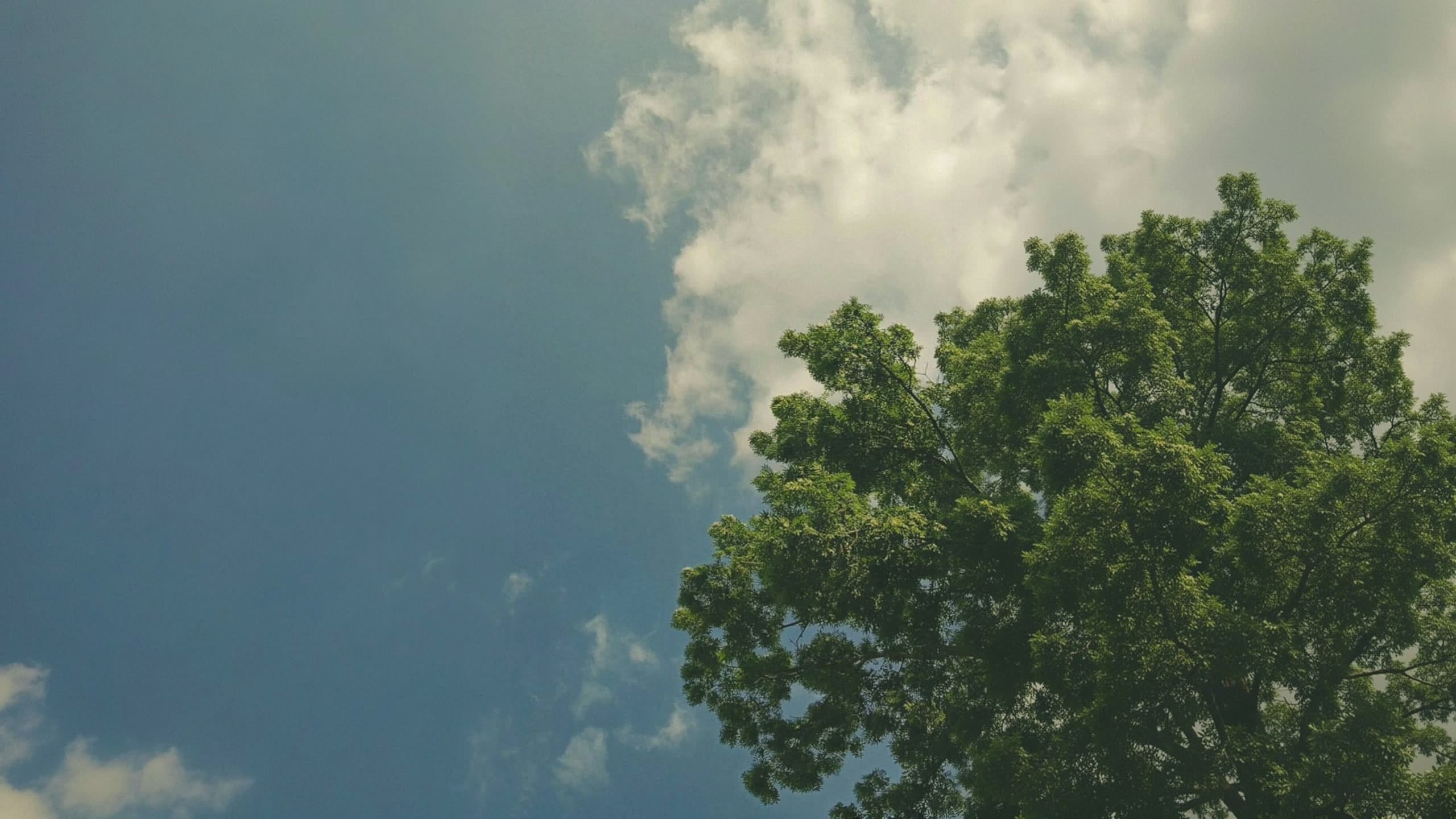 The top of a tree against a blue sky with soft clouds